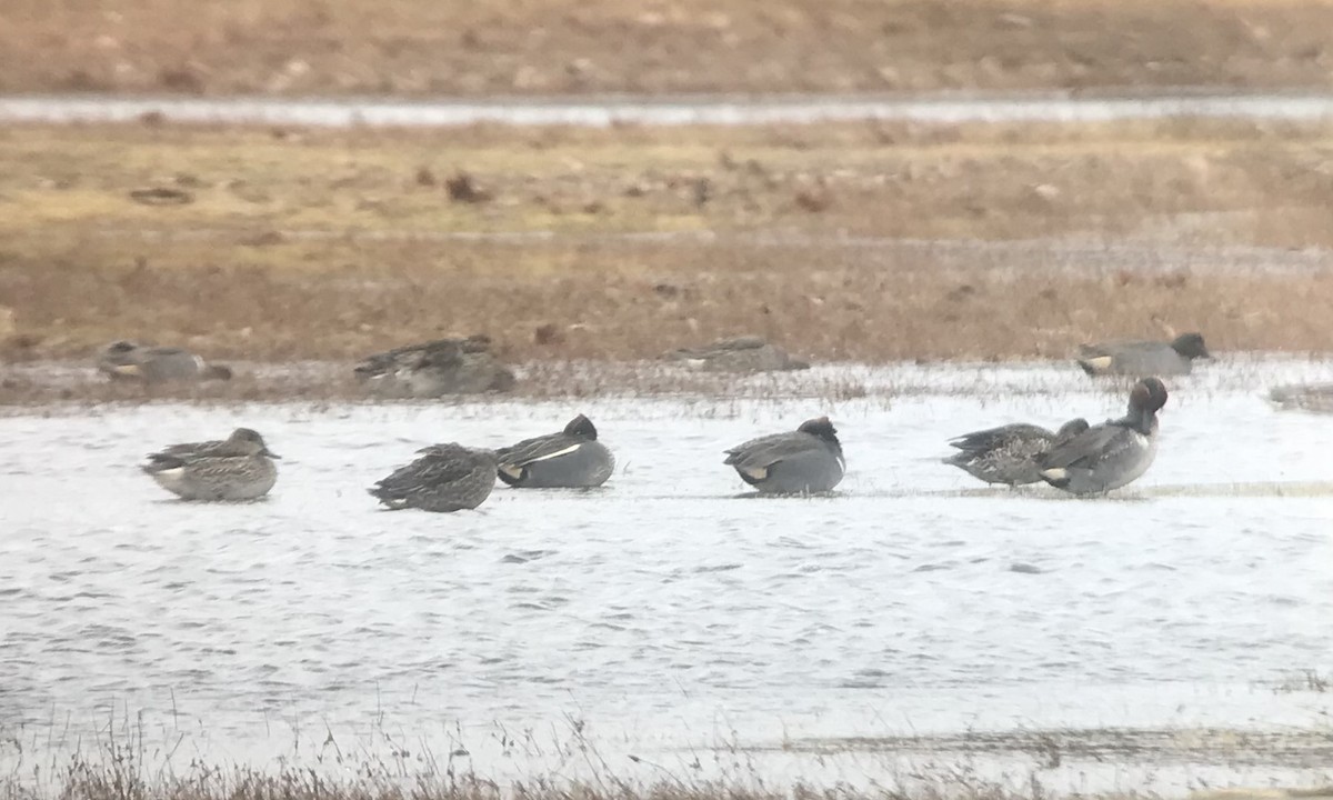 Green-winged Teal (Eurasian) - Shai Mitra