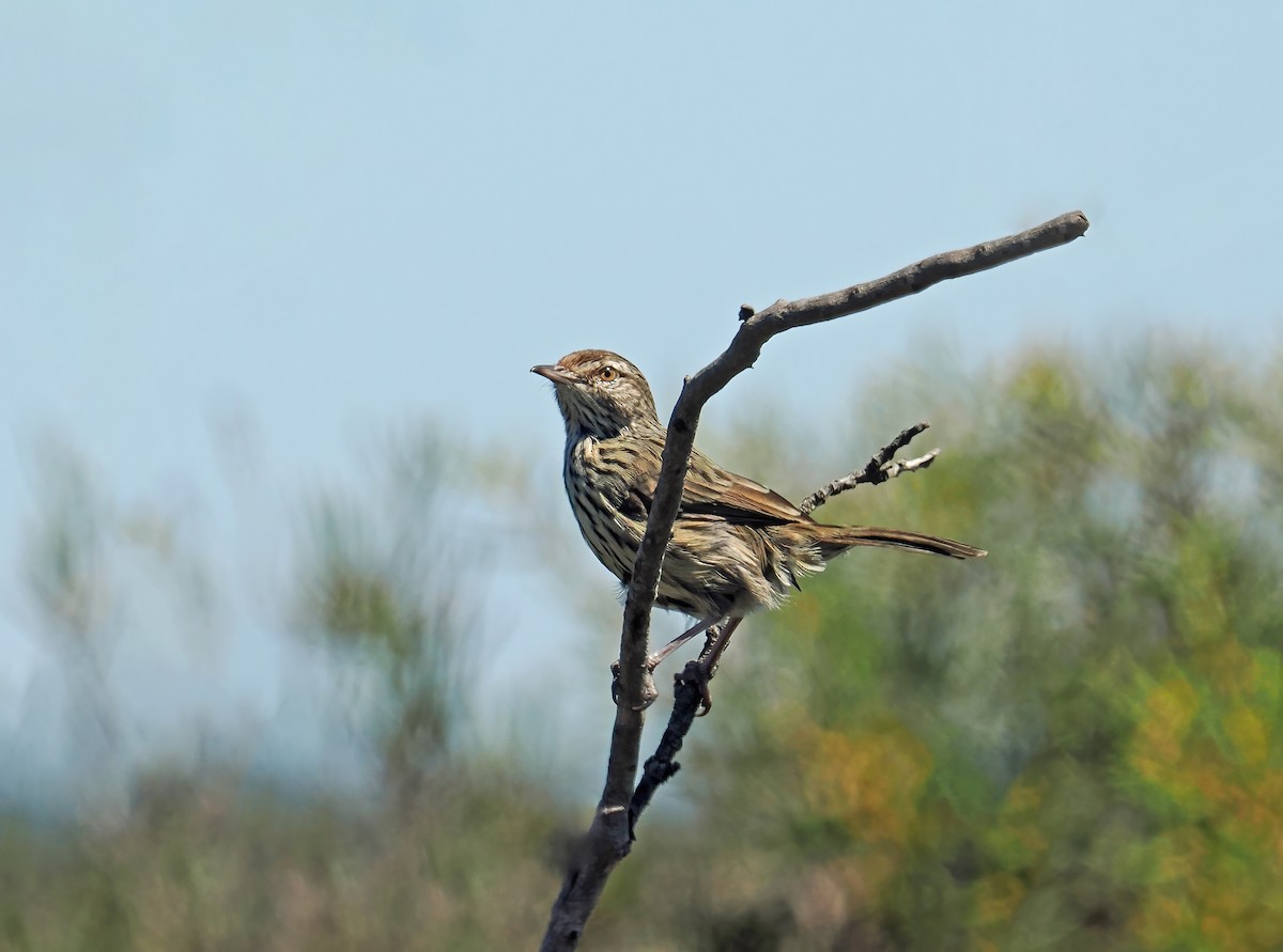 Western Fieldwren - ML614436660