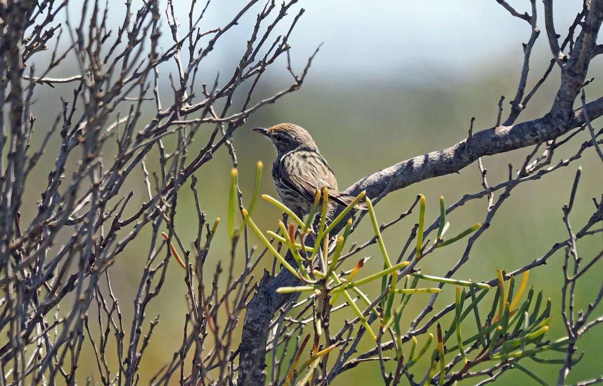 Western Fieldwren - ML614436661