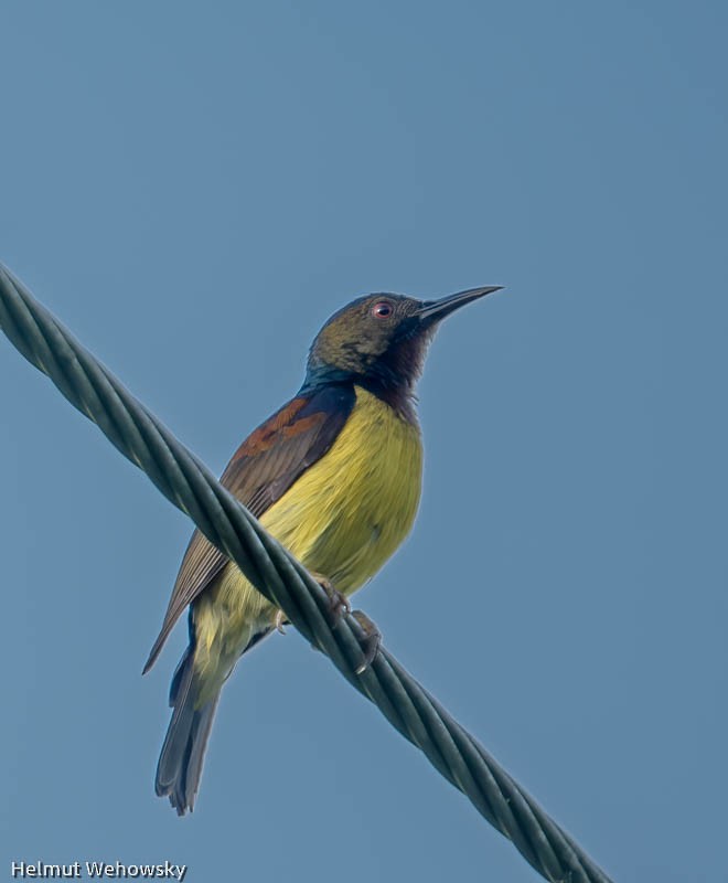 Brown-throated Sunbird - ML614436662