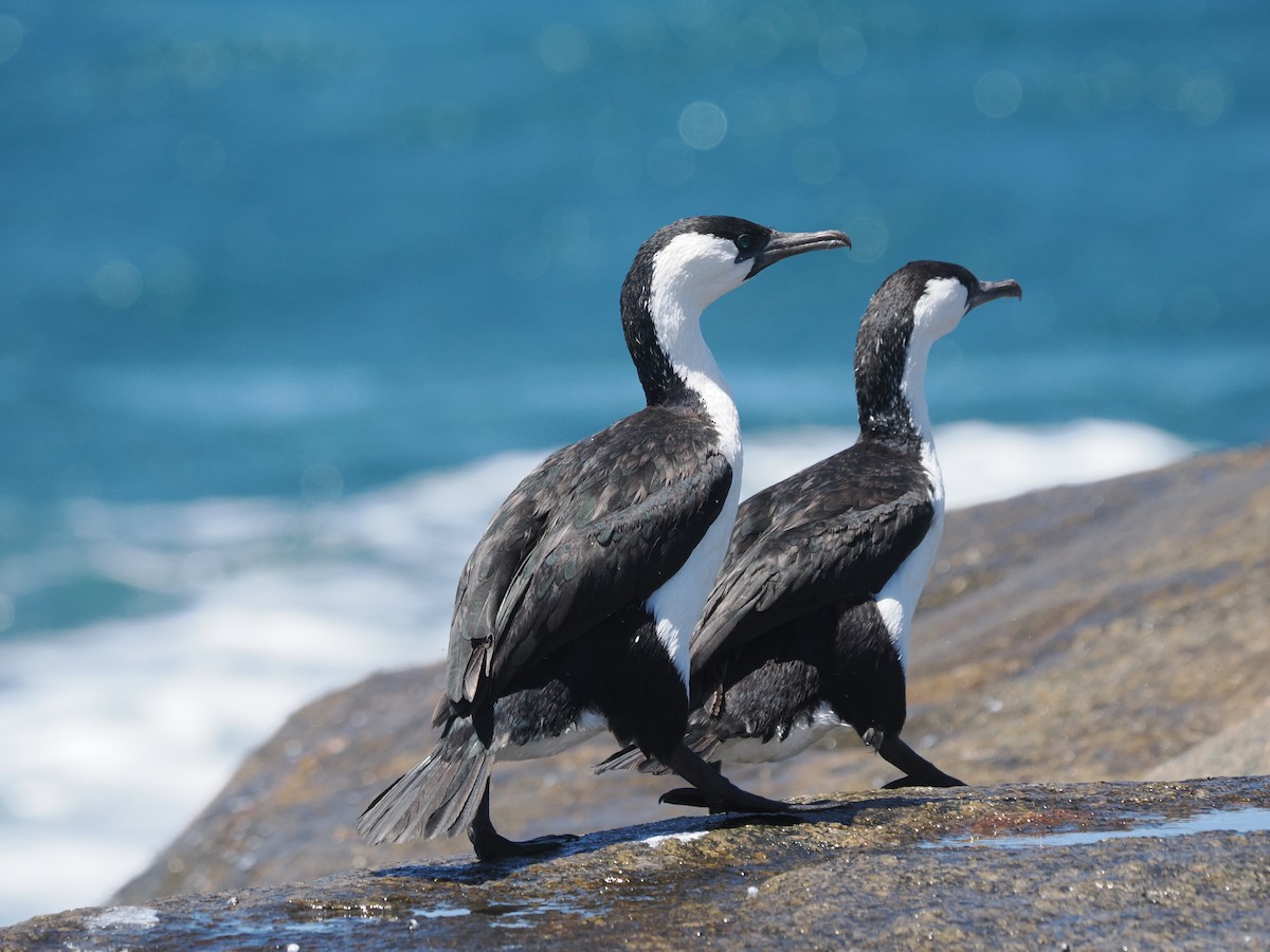 Cormorán Carinegro - ML614436665