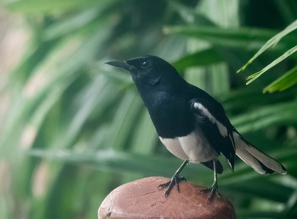 Oriental Magpie-Robin - Helmut Wehowsky