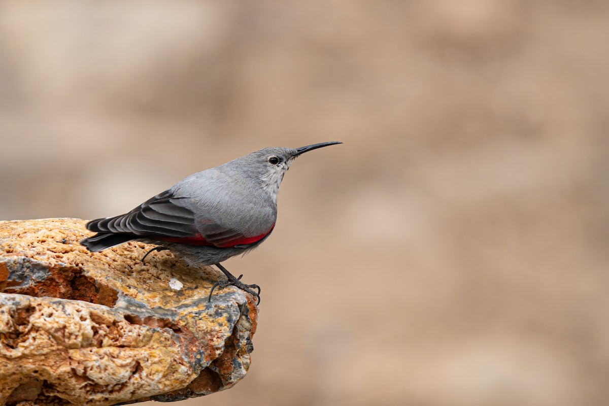 Wallcreeper - ML614436816