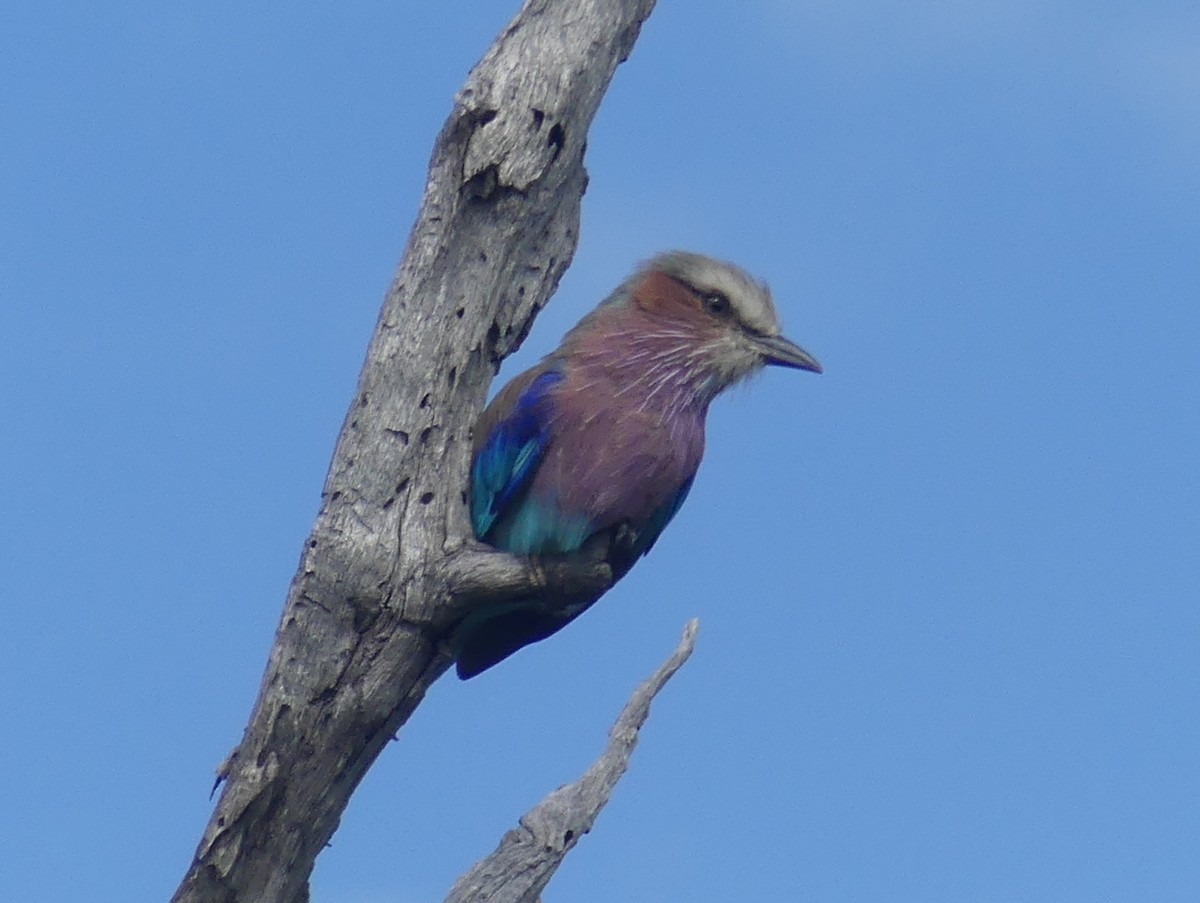 Lilac-breasted Roller (Lilac-breasted) - ML614436817