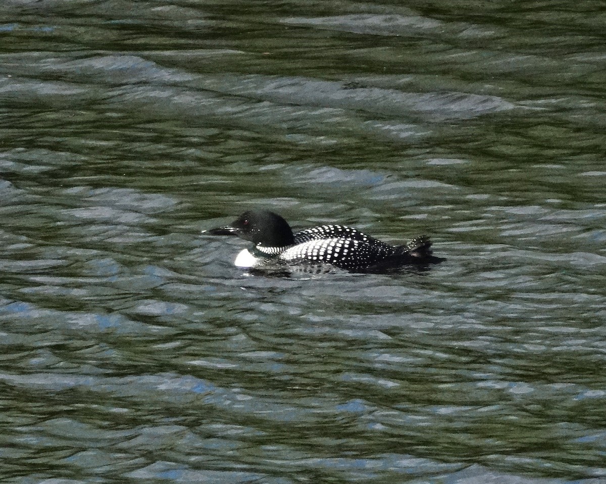 Common Loon - ML61443701