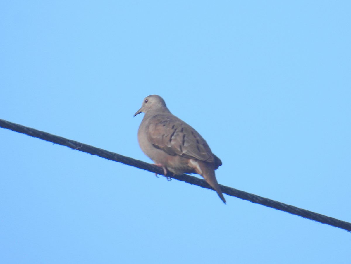 Ruddy Ground Dove - ML614437021