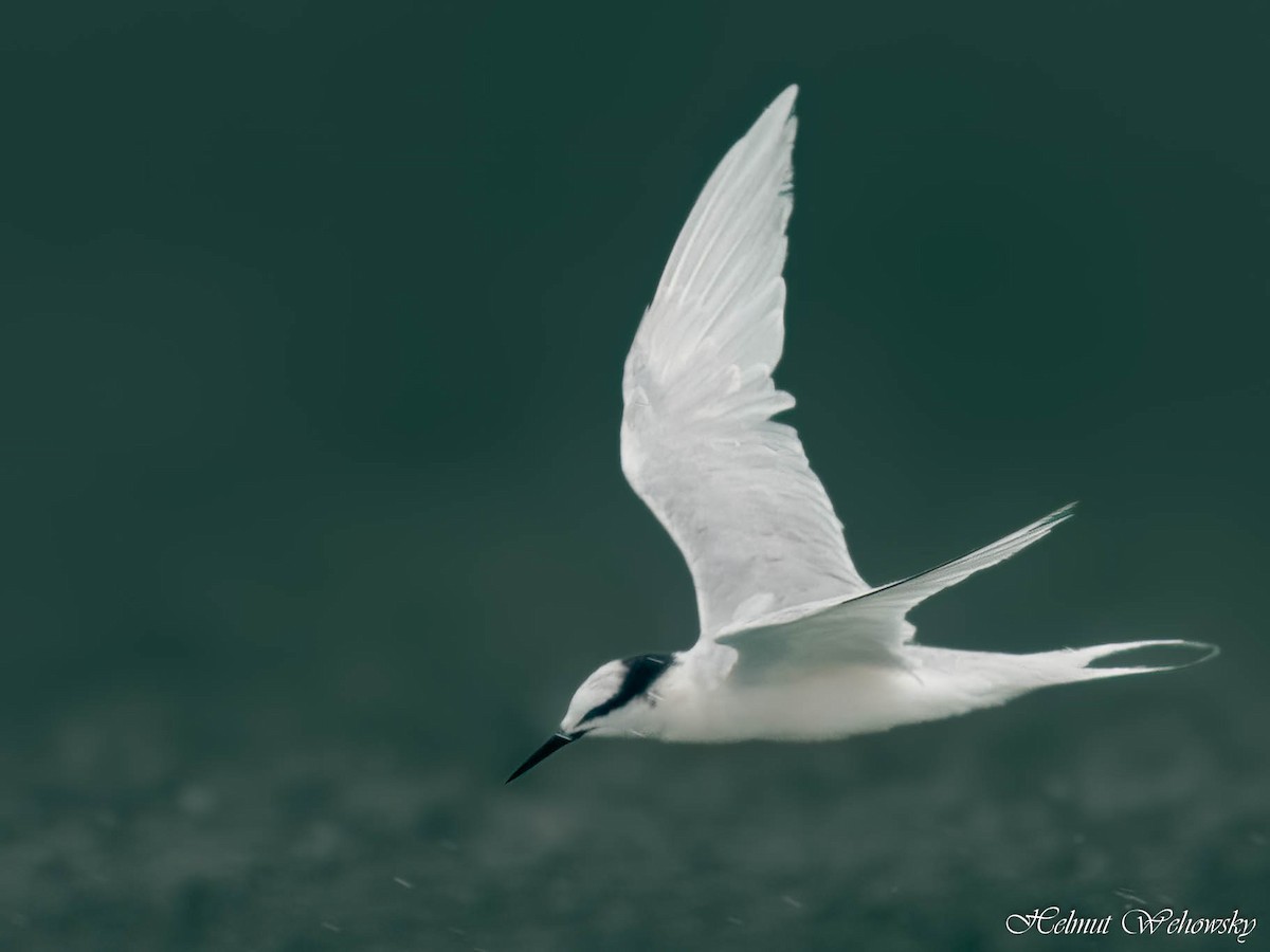 Black-naped Tern - ML614437039