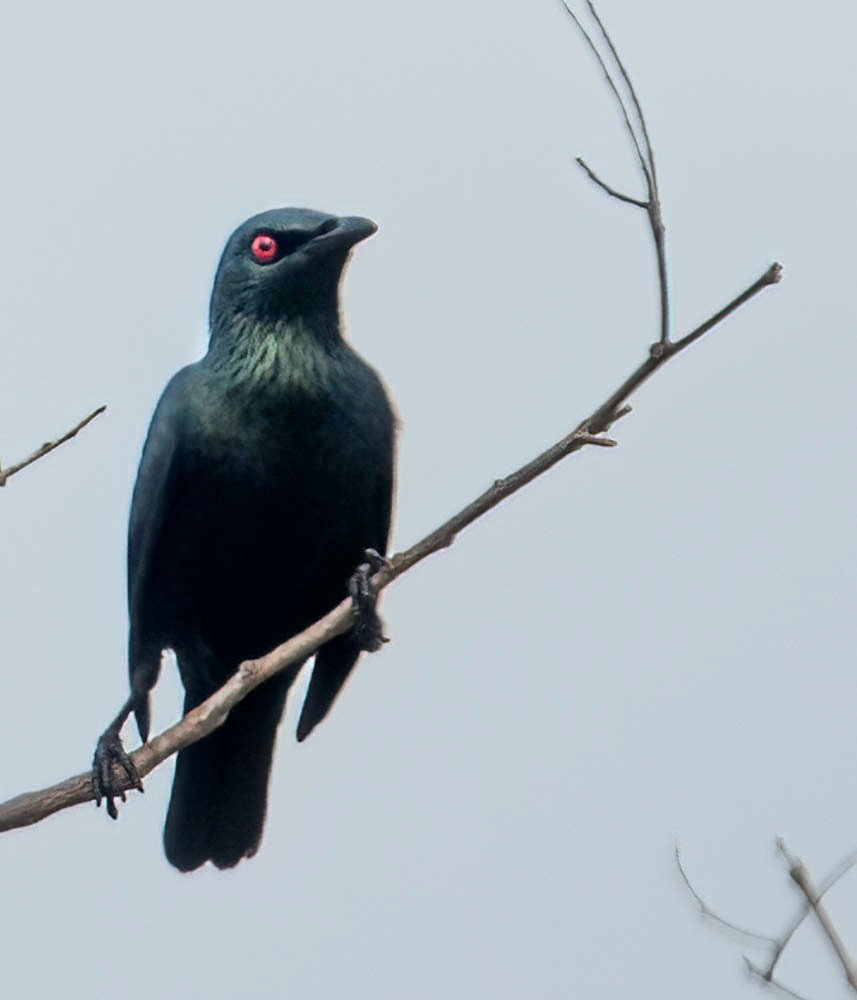 Asian Glossy Starling - ML614437056