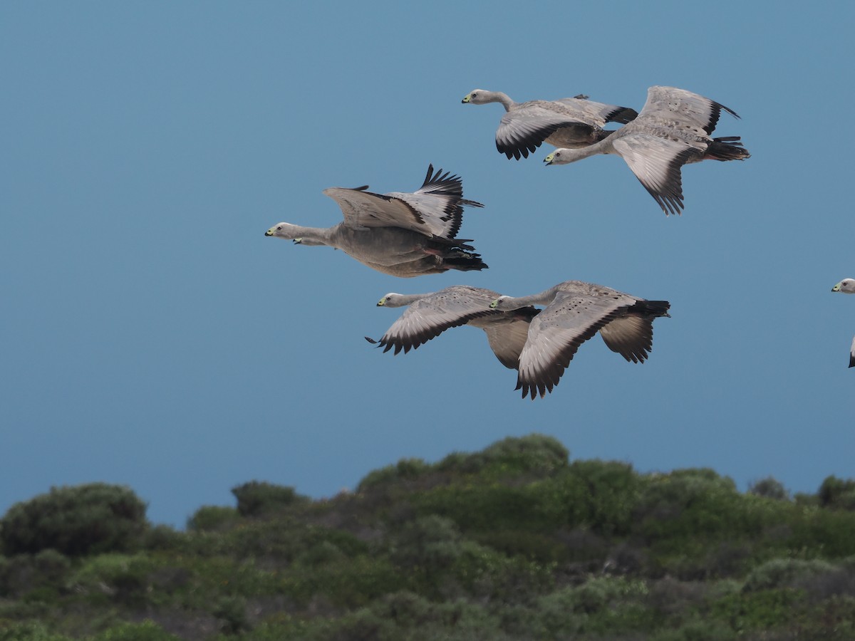 Cape Barren Goose - ML614437064