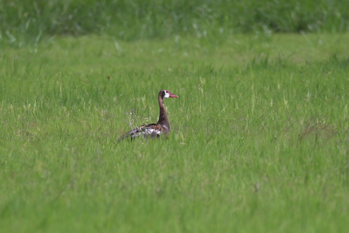 Spur-winged Goose - ML614437080