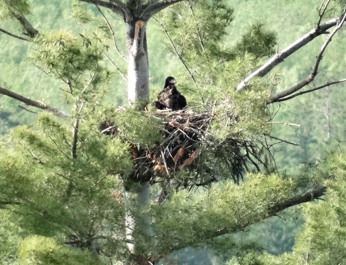 Weißkopf-Seeadler - ML61443711