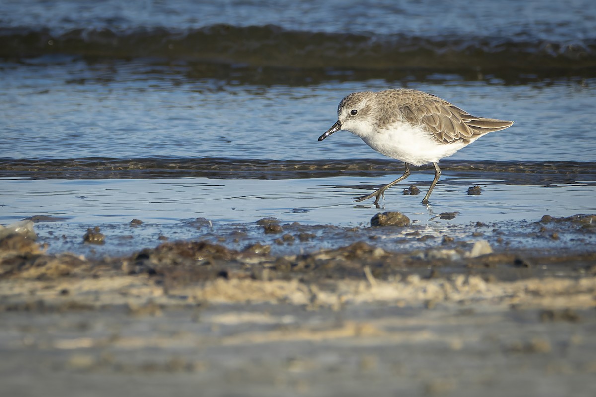 Semipalmated Sandpiper - Francisco Castro Carmona