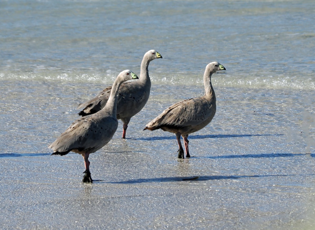 Cape Barren Goose - ML614437143