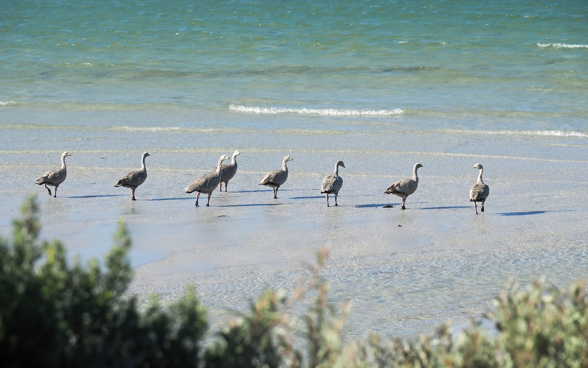 Cape Barren Goose - ML614437144