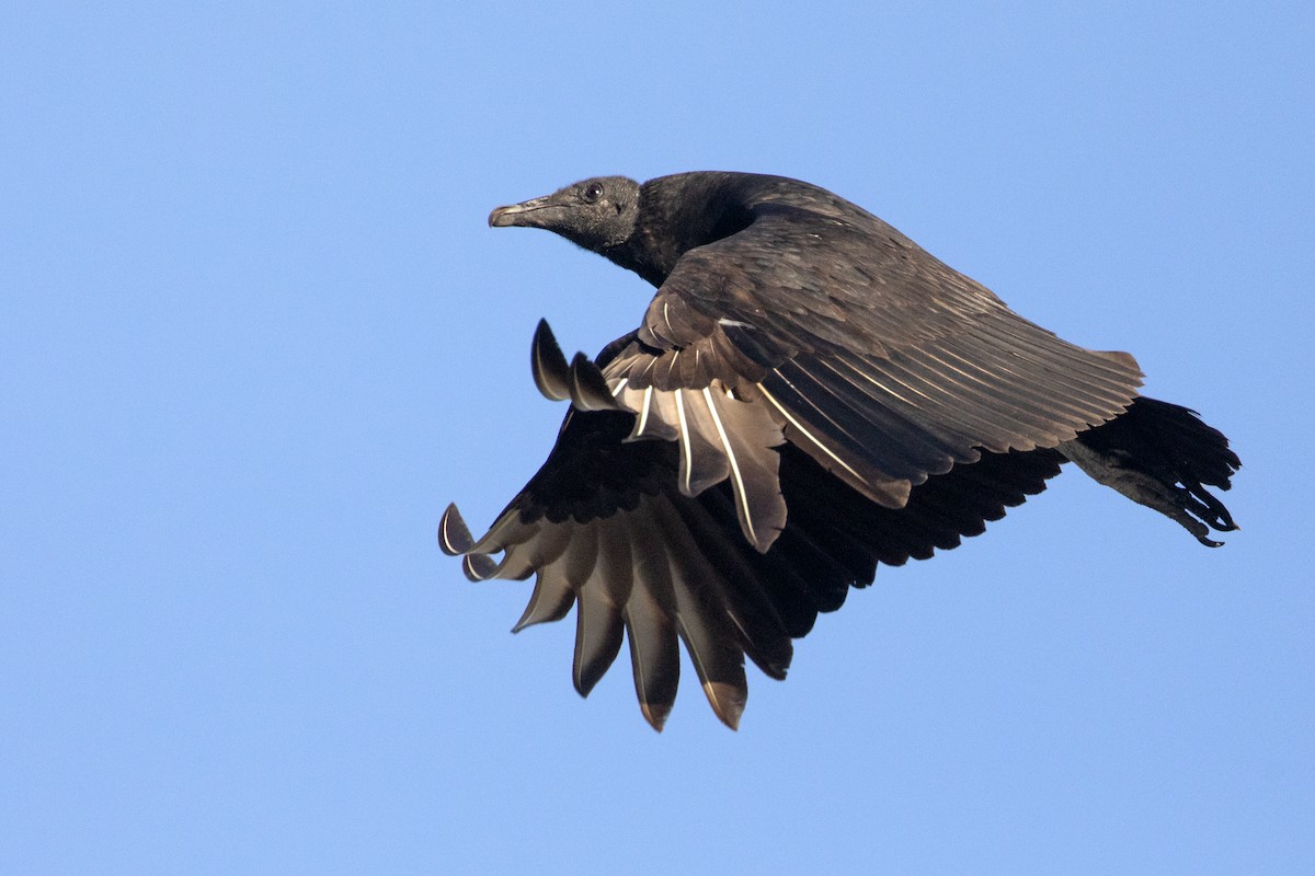 Black Vulture - ML614437215
