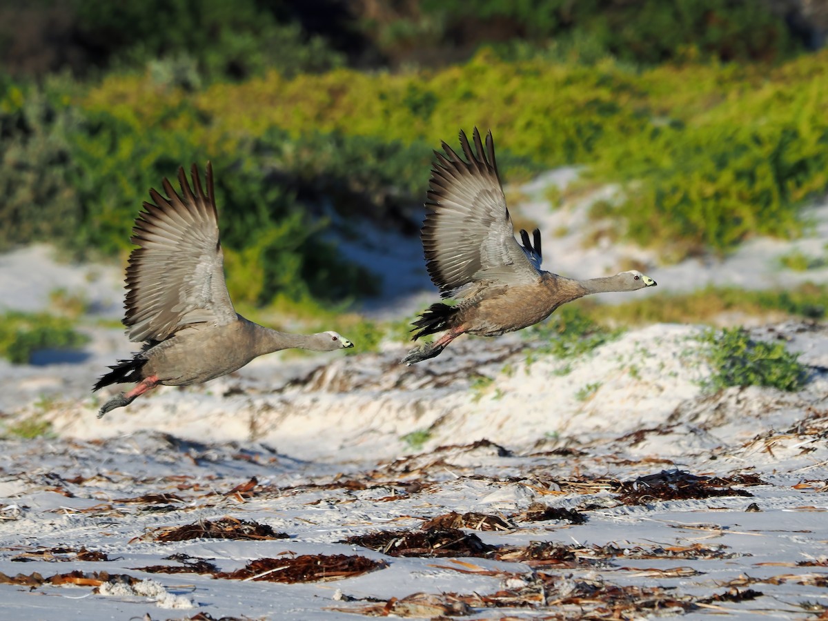 Cape Barren Goose - Tony Richards