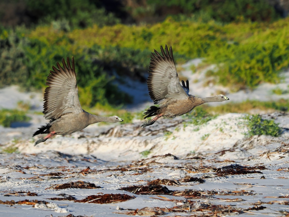 Cape Barren Goose - ML614437221