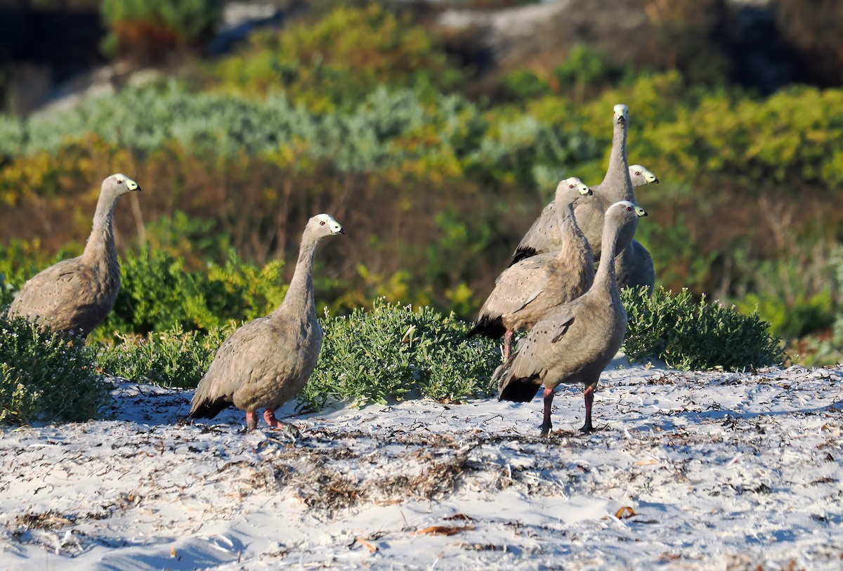 Cape Barren Goose - ML614437222