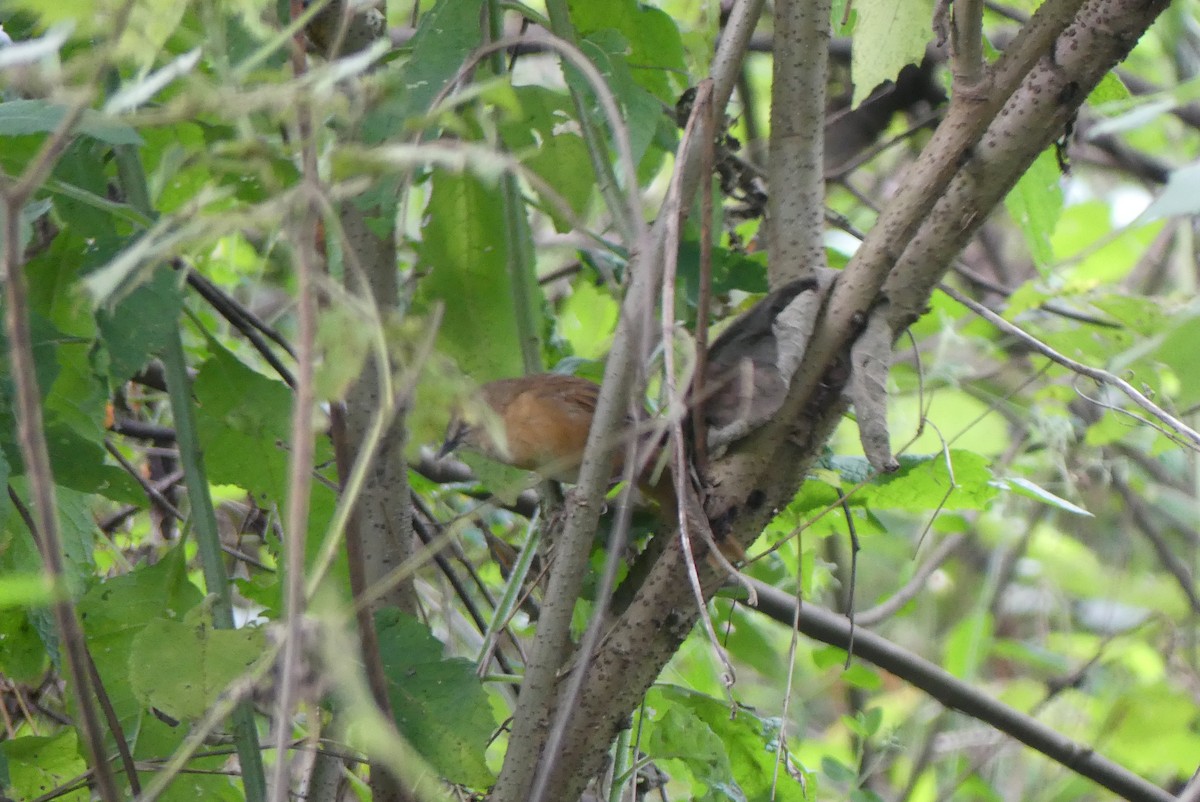 Cinnamon Bracken-Warbler - ML614437233