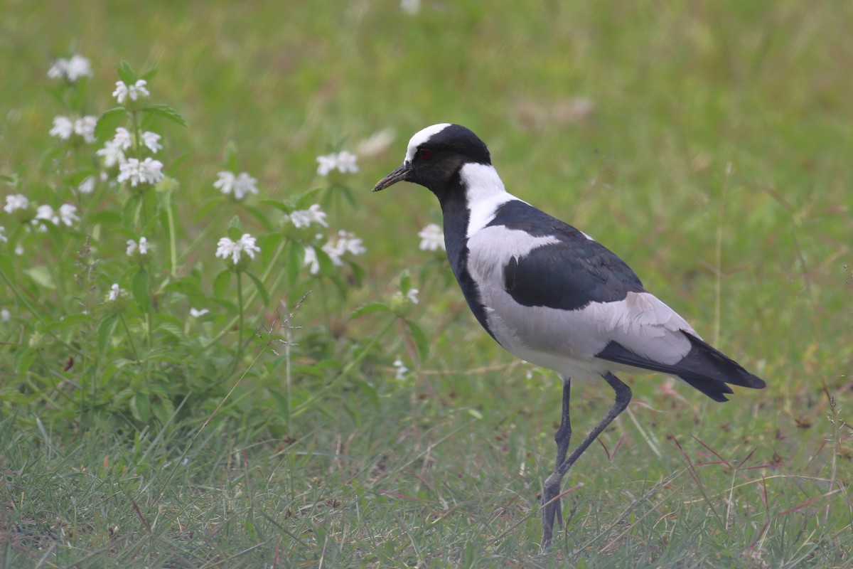 Blacksmith Lapwing - ML614437235