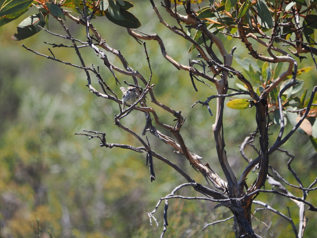 Western Fieldwren - ML614437245