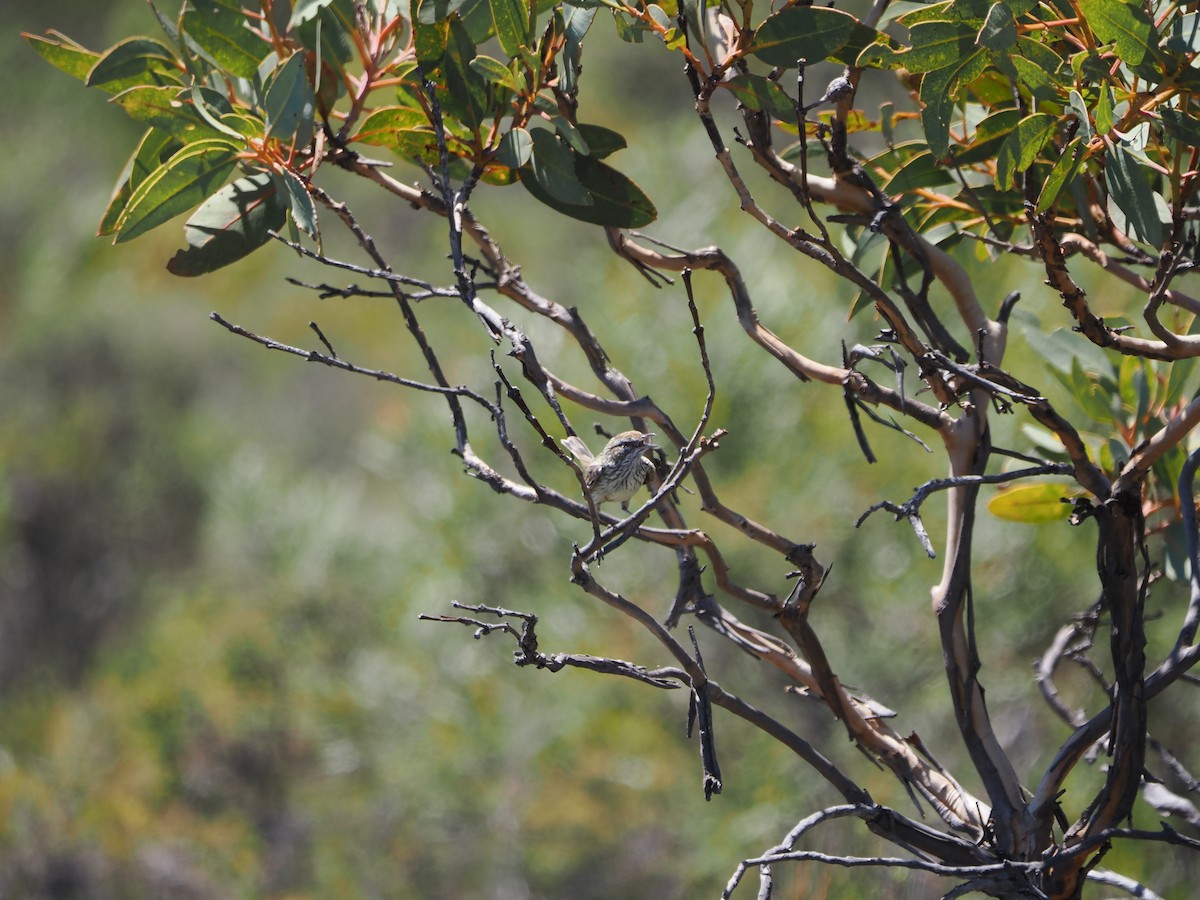 Western Fieldwren - ML614437246