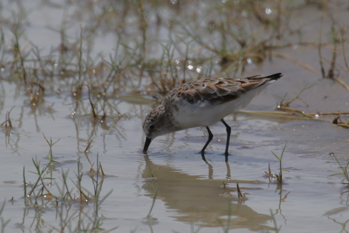 Little Stint - ML614437257