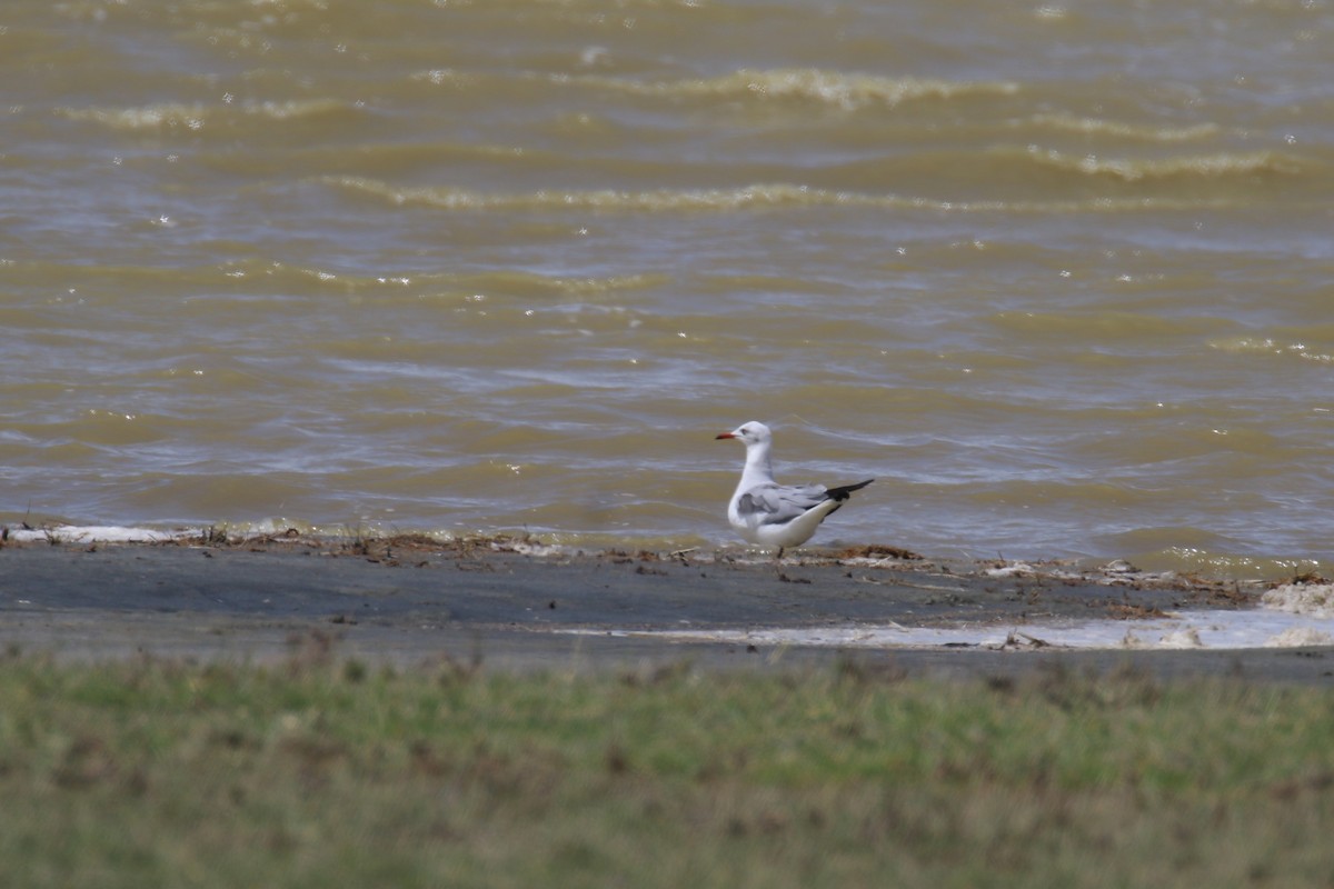 Gray-hooded Gull - ML614437262