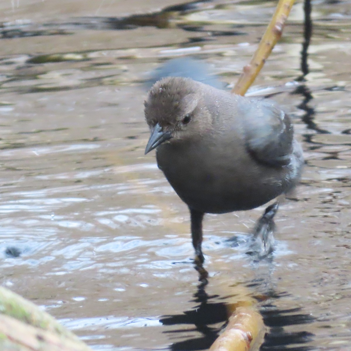 purpurhodetrupial - ML614437304