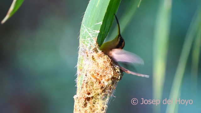 Пестрогорлый колибри-отшельник - ML614437320