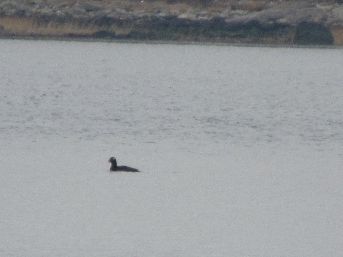 White-winged Scoter - ML614437322