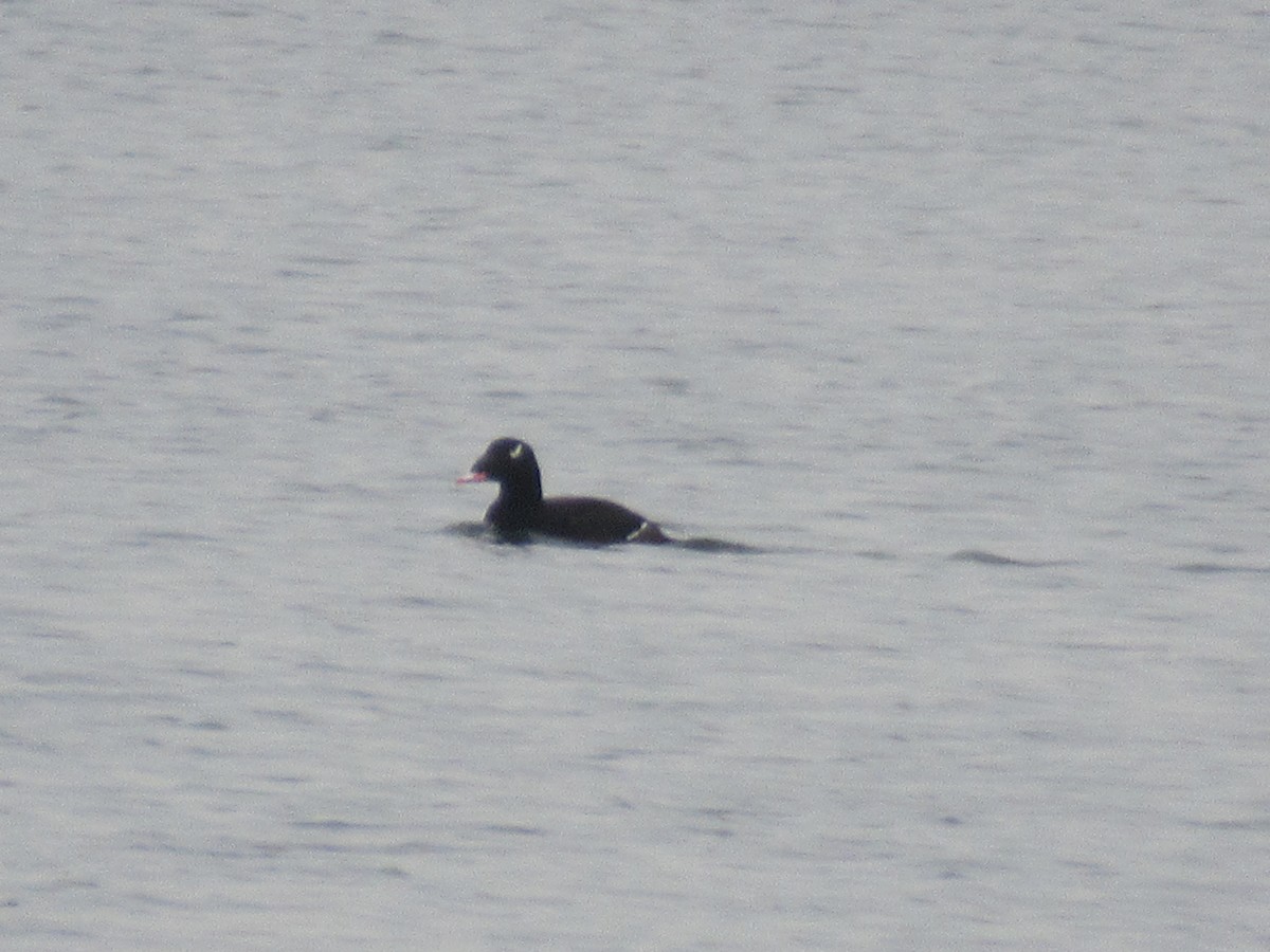 White-winged Scoter - ML614437331