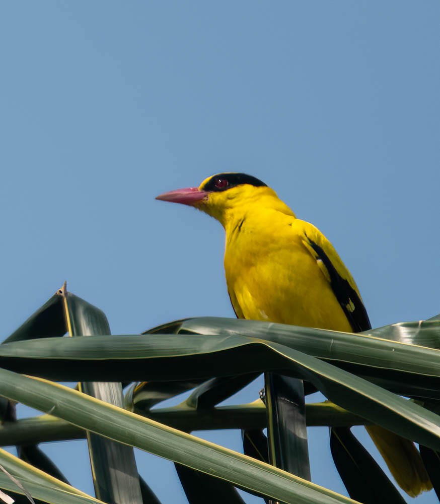 Black-naped Oriole - ML614437349