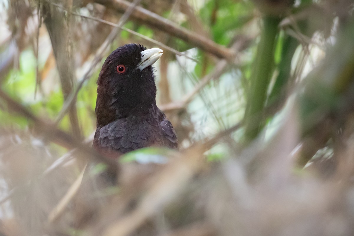 Pale-billed Antpitta - ML614437350