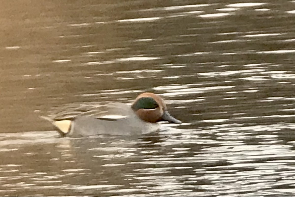 Green-winged Teal (Eurasian) - ML614437356