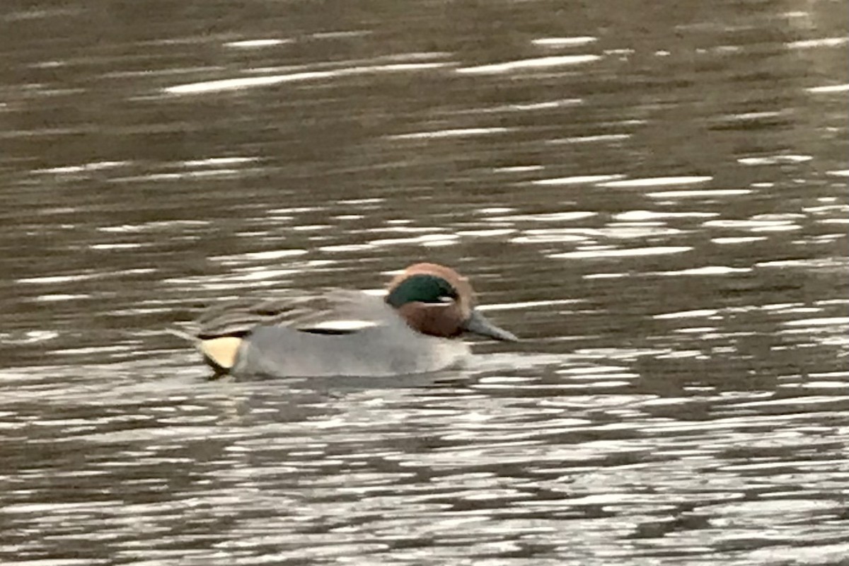 Green-winged Teal (Eurasian) - ML614437358