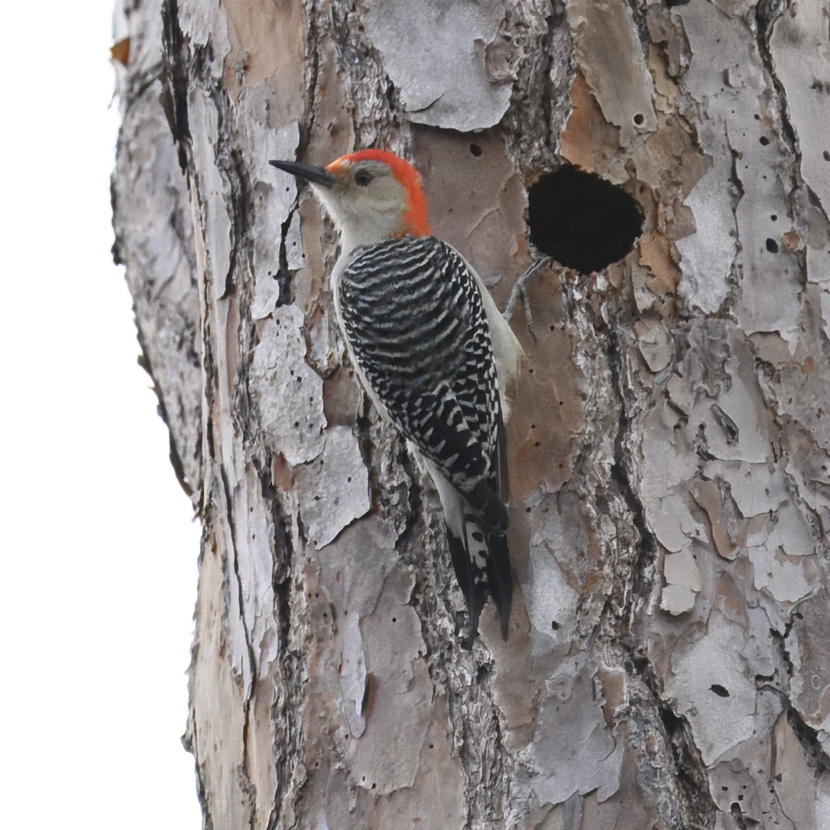 Red-bellied Woodpecker - ML614437367