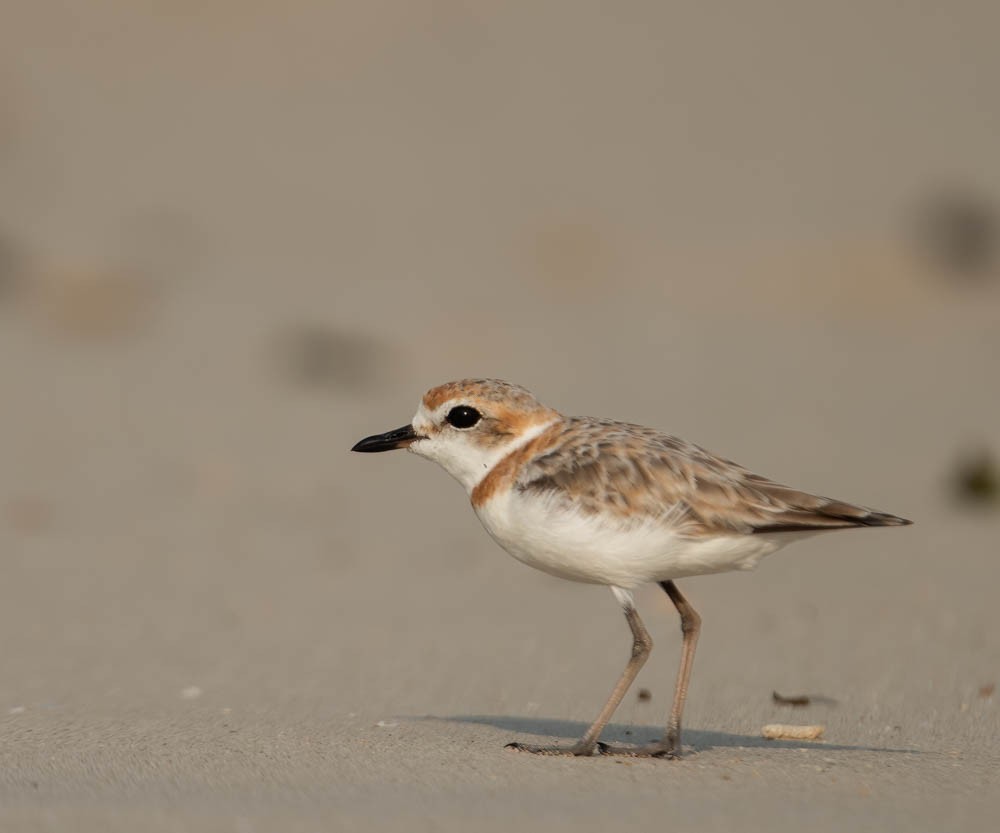 Kentish Plover - ML614437424