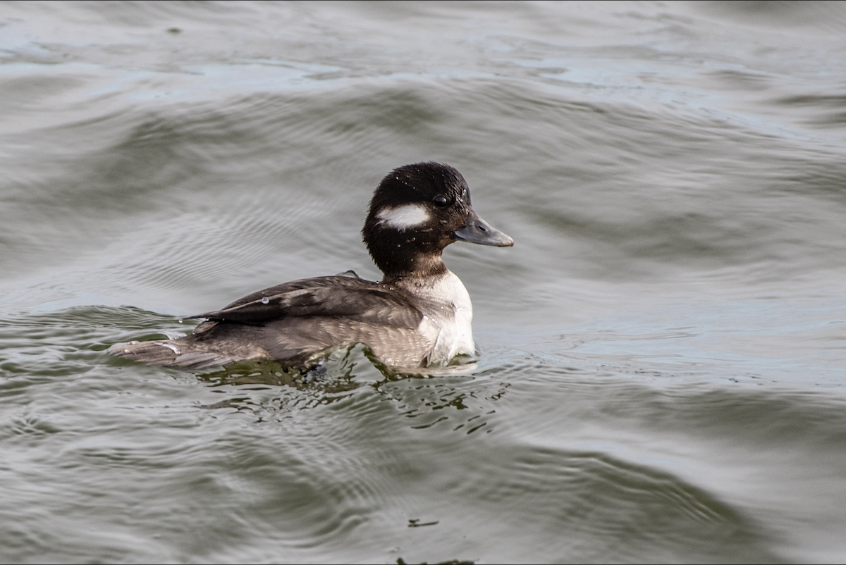 Bufflehead - ML614437459