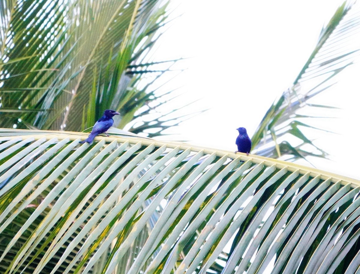 Palawan Drongo (Palawan) - ML614437486
