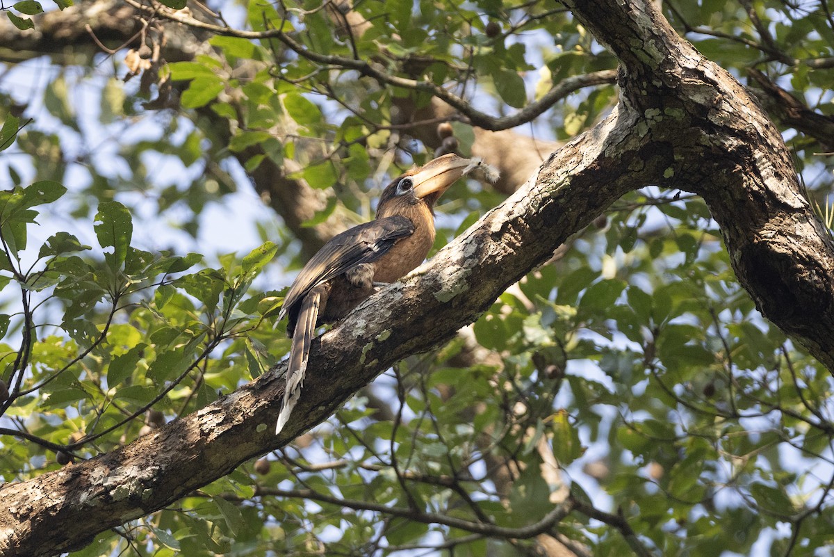 Rusty-cheeked Hornbill - ML614437509