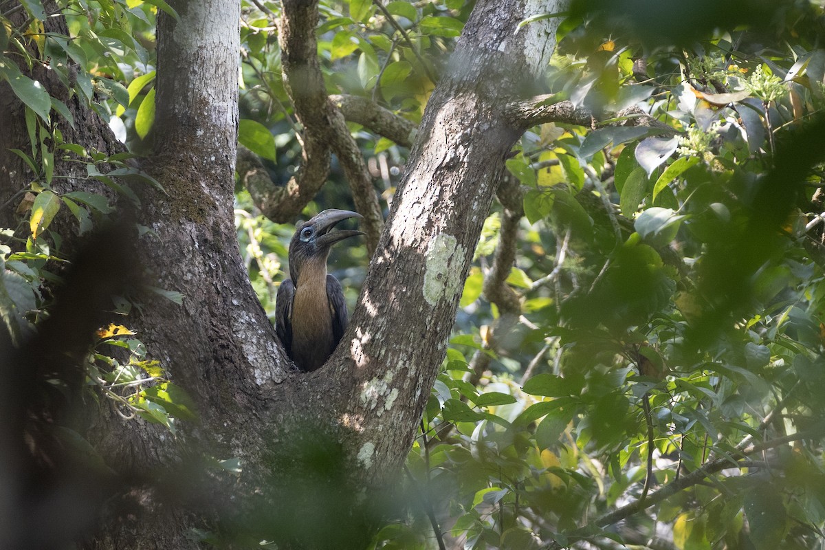 Rusty-cheeked Hornbill - ML614437510