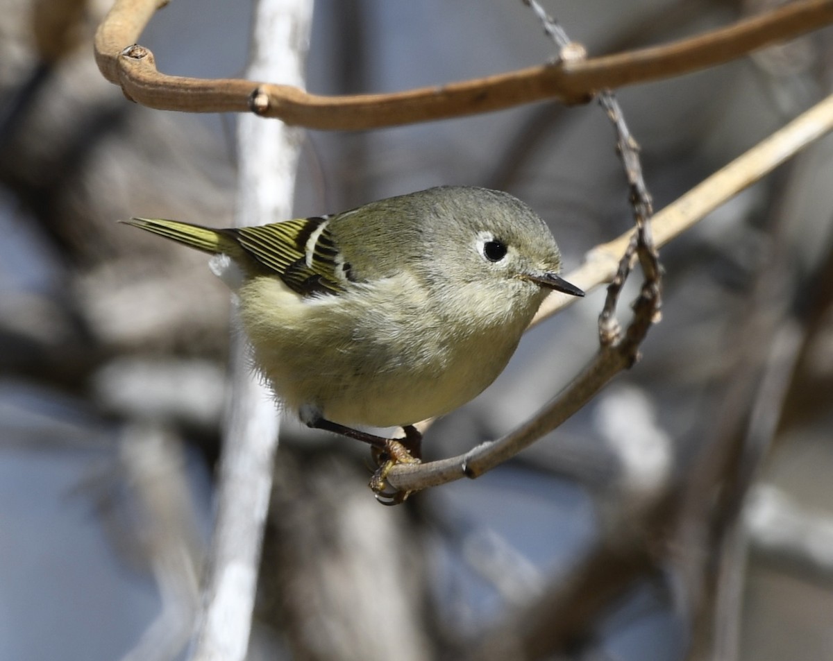 Ruby-crowned Kinglet - ML614437556