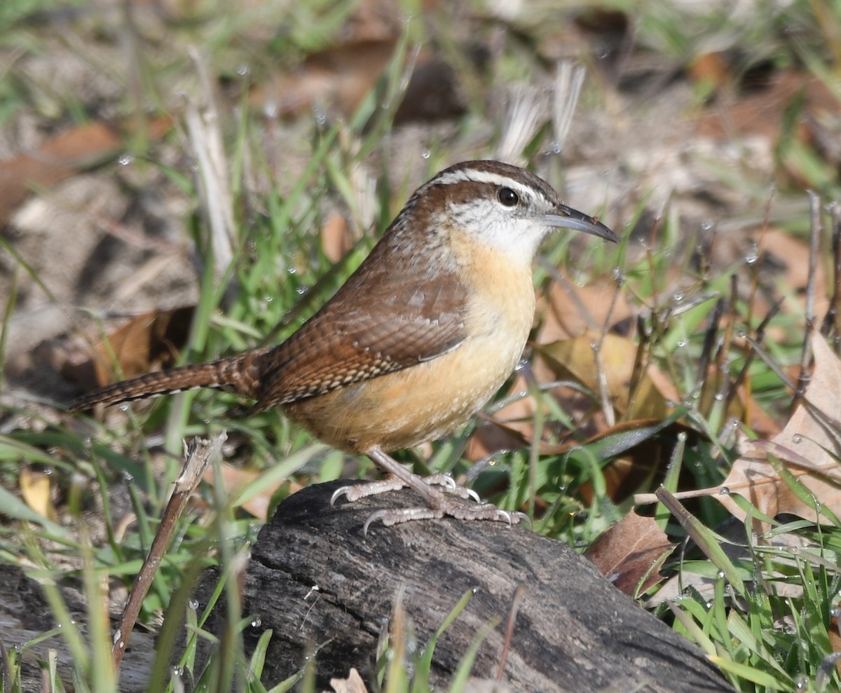 Carolina Wren - ML614437634