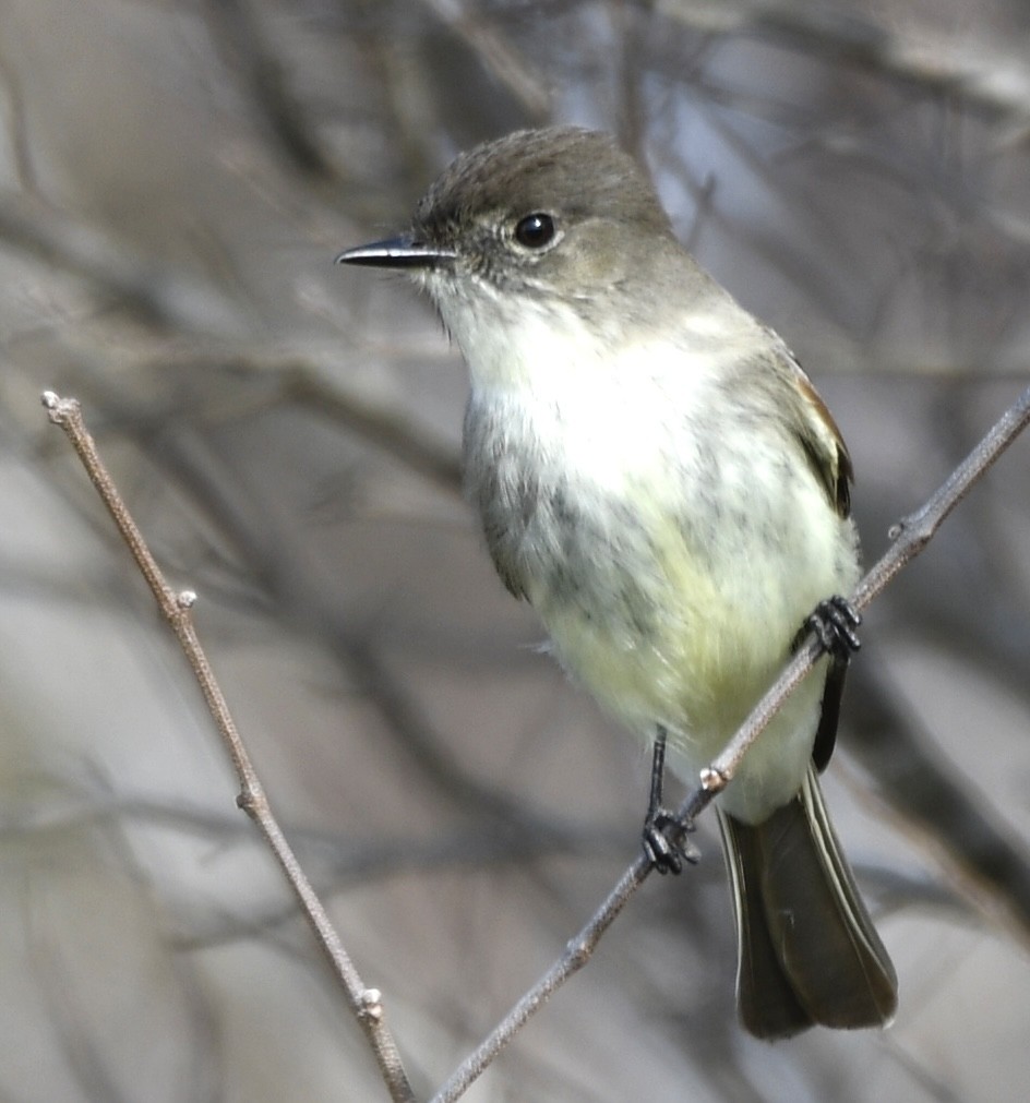 Eastern Phoebe - ML614437667