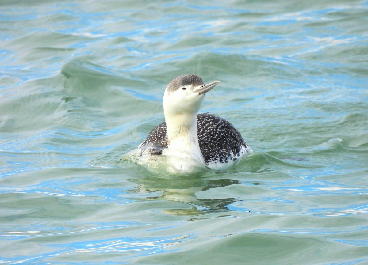 Red-throated Loon - ML614437747