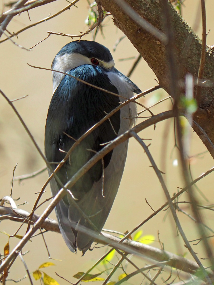 Black-crowned Night Heron - ML614437798