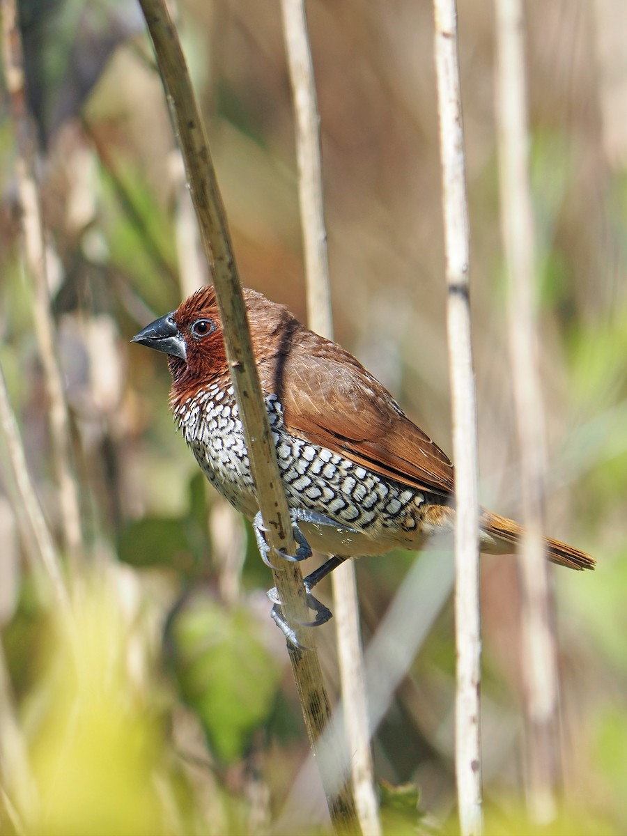 Scaly-breasted Munia - ML614437818