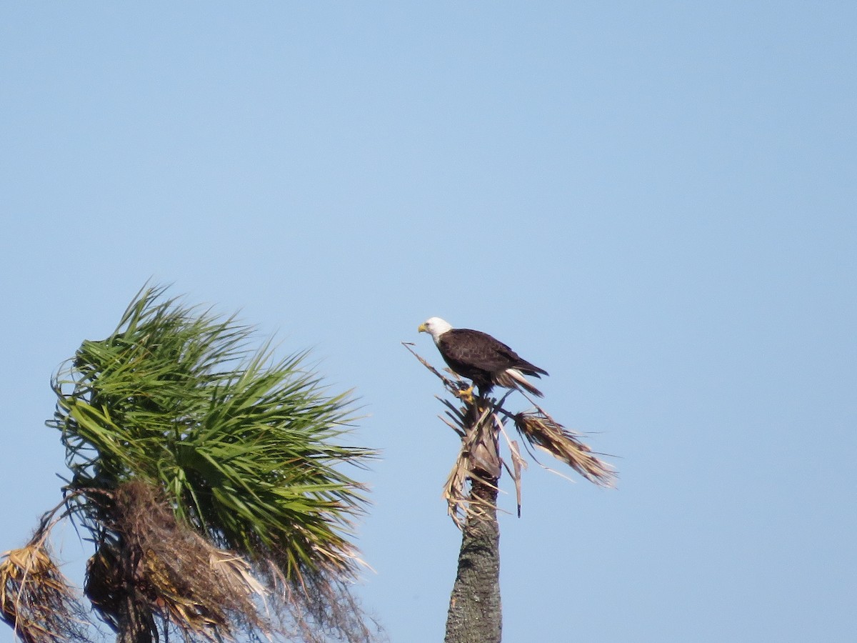 Bald Eagle - ML614437836