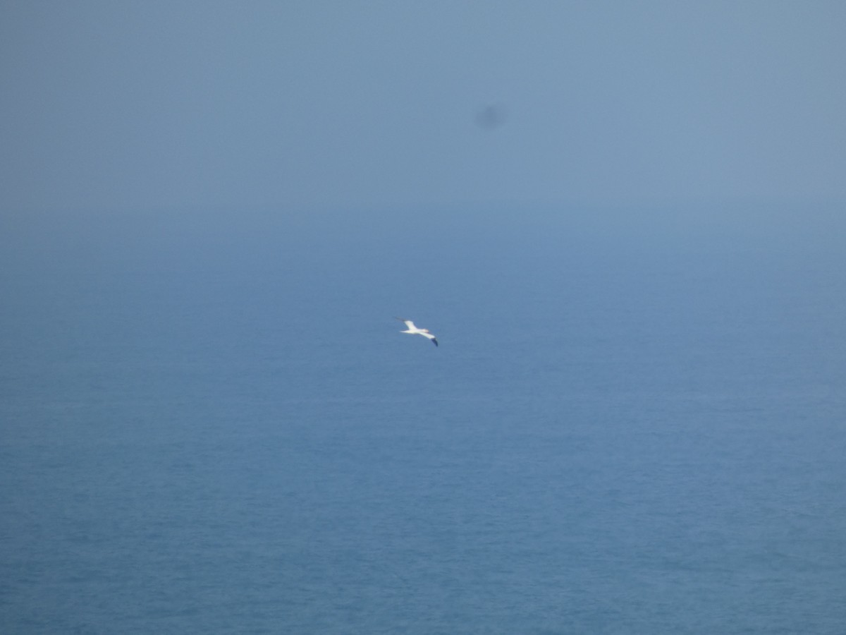 Northern Gannet - Juan Rodriguez Palomino